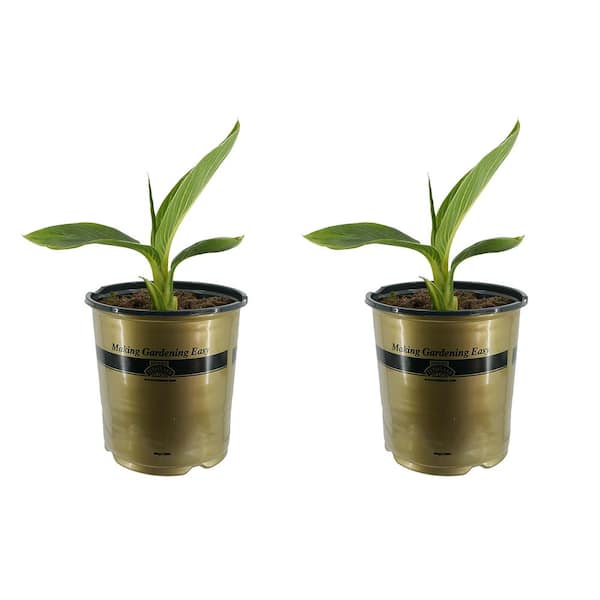 Unbranded 1.0 Gal. Perennial Canna Tropicanna Gold (2-Pack)