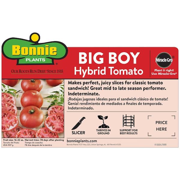 19 oz. Big Boy Tomato Plant