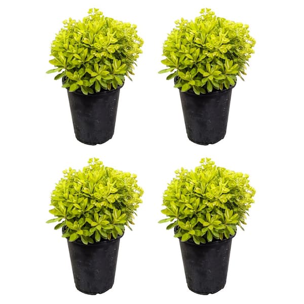 purchase air plants 15 Pack Premium Air Plants Mix *Cannot Be Shipped Internationally* main image 0