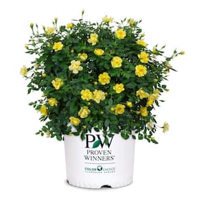 2 Gal. Oso Easy Lemon Zest Rose Plant with Sunny, Canary Yellow Flowers