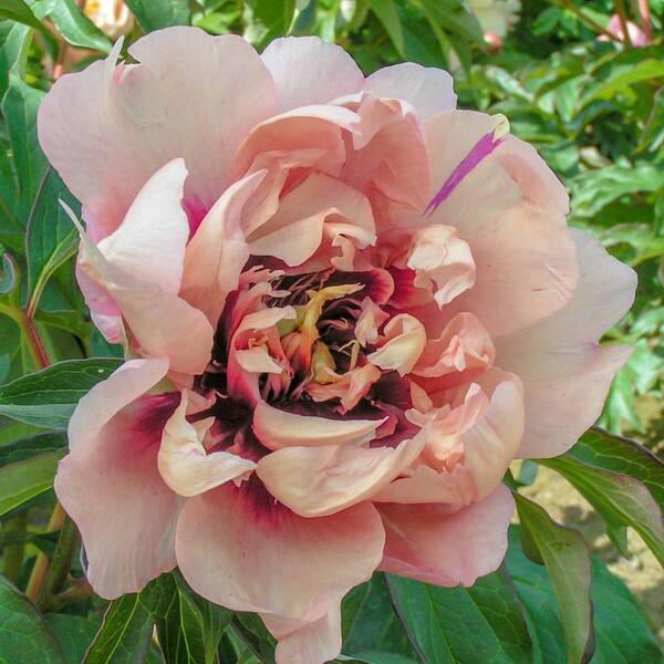 Spring Hill Nurseries 4 In Pot Itoh Peony Oochigeas Paeonia Live Potted Perennial Light Orange Pink Flowers 1 Pack The Home Depot