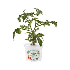 25 oz. Genuwine Beefsteak Tomato Plant