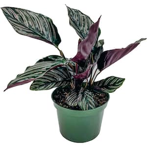 6 in. Calathea Plant (Goeppertia ornata) in Grower Pot