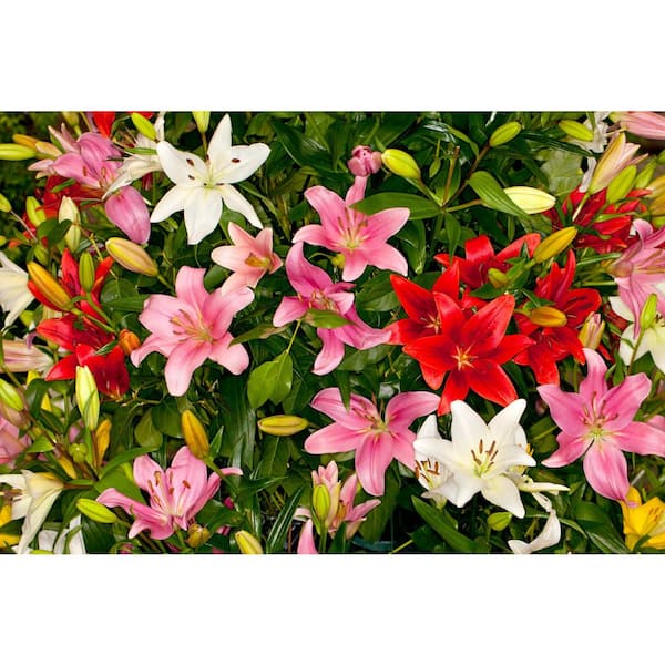 6-Pack Asiatic Lily Perennial Plant with Assorted Colored Flowers