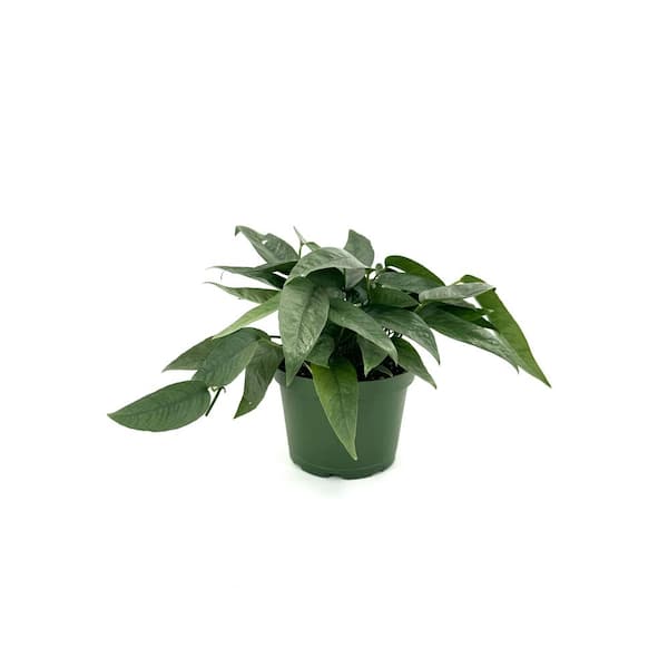 HAMPSHIRE FARMS 6 in. Pothos Cebu Blue Plant in Grower Pot