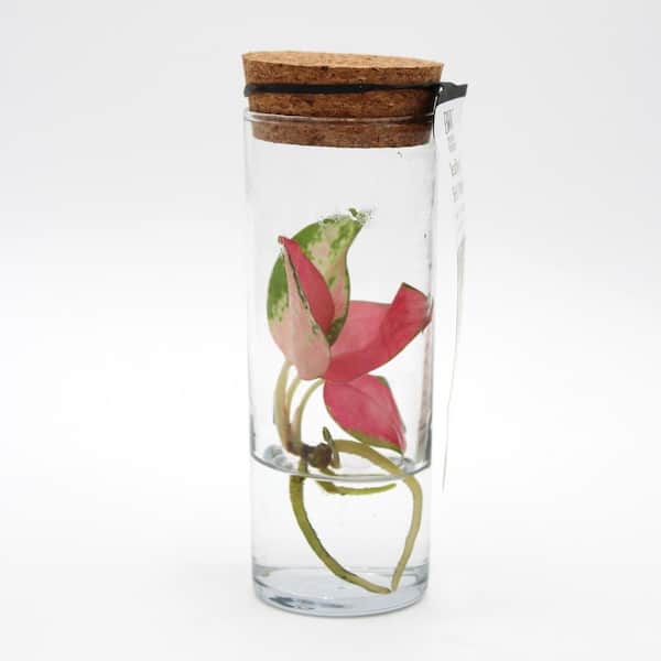 PROVEN WINNERS 6 in. leafjoy H2O Mini Aglaonema Pink Hybrid Live Indoor Plant in Glass Vase
