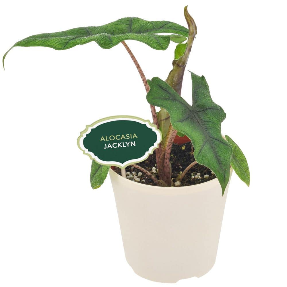 philodendron long narrow leaves Philodendron Narrow  Desert Rose Cactus Lounge