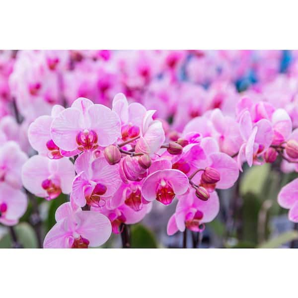 Classic Pink Watercolor Orchid in Ceramic Pot