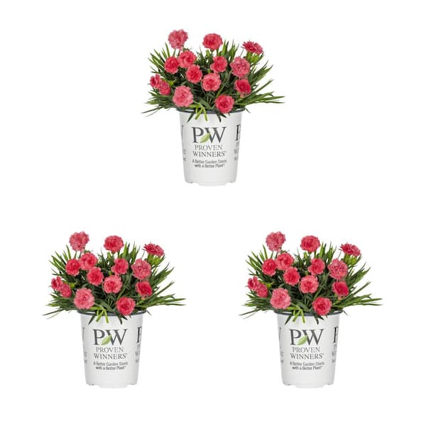 2 qt. Dianthus Fruit Punch Classic Coral Pink Perennial Plant (3-Pack)