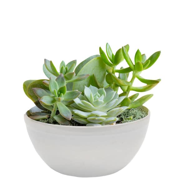 Indoor Cacti and Succulent Garden in 6 in. White Ceramic Bowl, Avg. Shipping Height 8 in. Tall