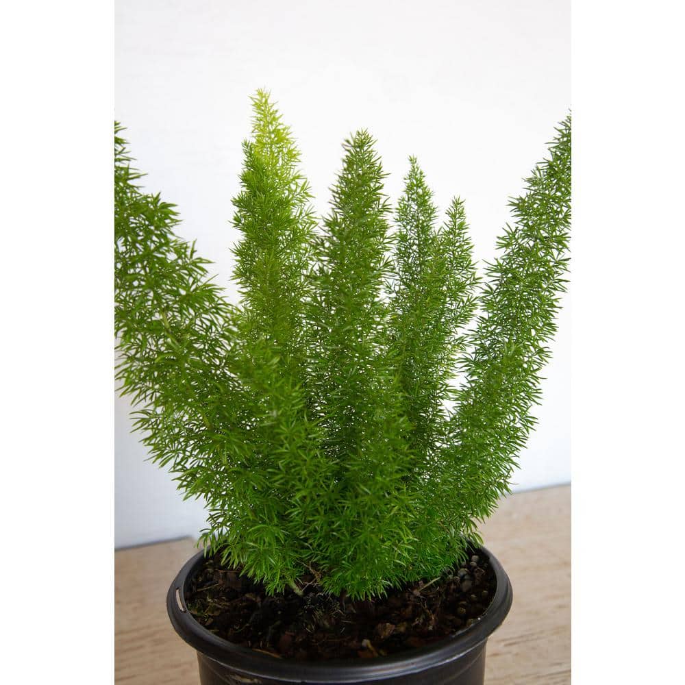 2.5 Quart Foxtail Fern in Black Plastic Pot