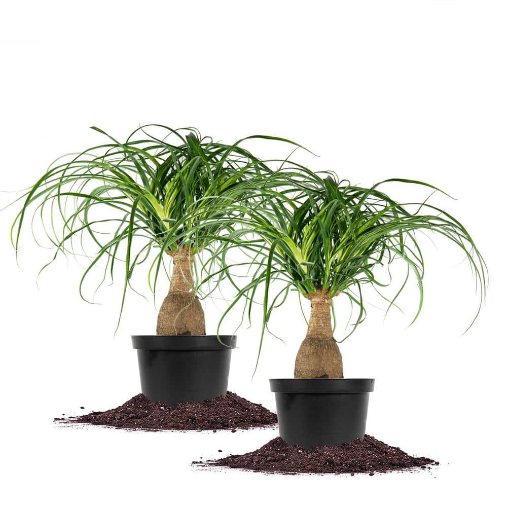 Ponytail Palm 6 in. Pot, (2-Pack)