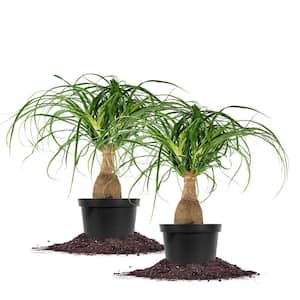 Ponytail Palm 6 in. Pot, (2-Pack)