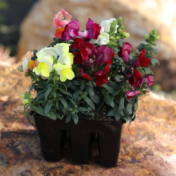 ALTMAN PLANTS Snapdragon Plant Mix (6 Pack) with Assorted Flowers
