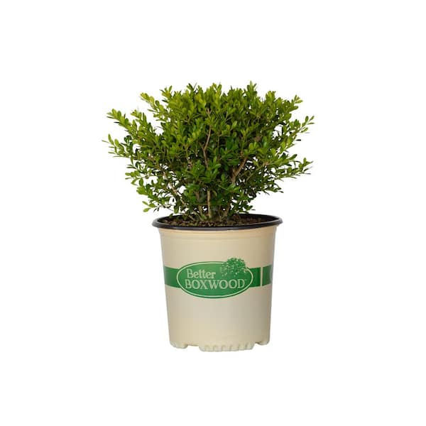 BETTER BOXWOOD 2 Gal. Skylight Boxwood, Evergreen Shrub With Glossy ...