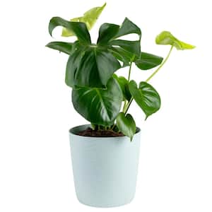 Monstera Deliciosa Swiss Cheese Indoor Plant, in 10 in. Paradise Planter Avg. Shipping Height 2-3 ft. Tall