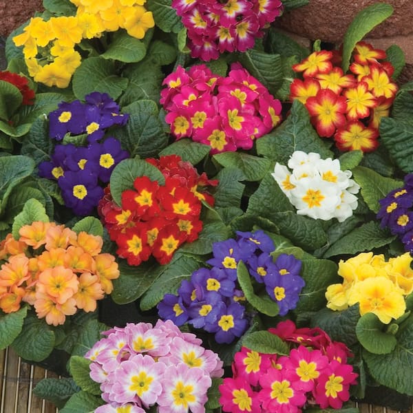 ALTMAN PLANTS CLASSIC COLOR BOWL PRIMROSE MIX #12