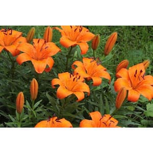 2.5 qt. Orange Asiatic Lily Live Flowering Perennial Plant (3-Pack)