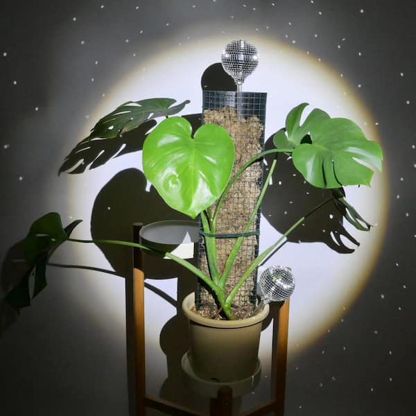 6-Pieces Plastic Monstera Plant Support Plant Cover HPD2LQY35W