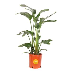 White Bird of Paradise Indoor Plant in 10 in. Grower Pot, Avg. Shipping Height 2-3 ft. Tall