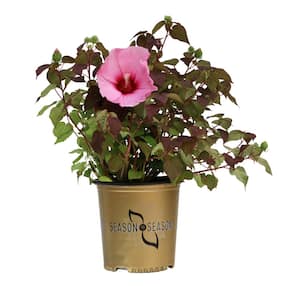 2 Gal. Rose Souffle Summer Spice Hardy Hibiscus Plant with Pink Flowers
