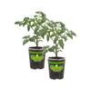 Bonnie Plants 19 oz. Plum Roma Tomato Plant (2-Pack) 202106