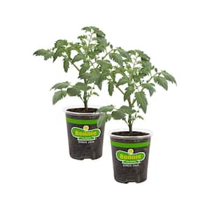 19 oz. Plum Roma Tomato Plant (2-Pack)