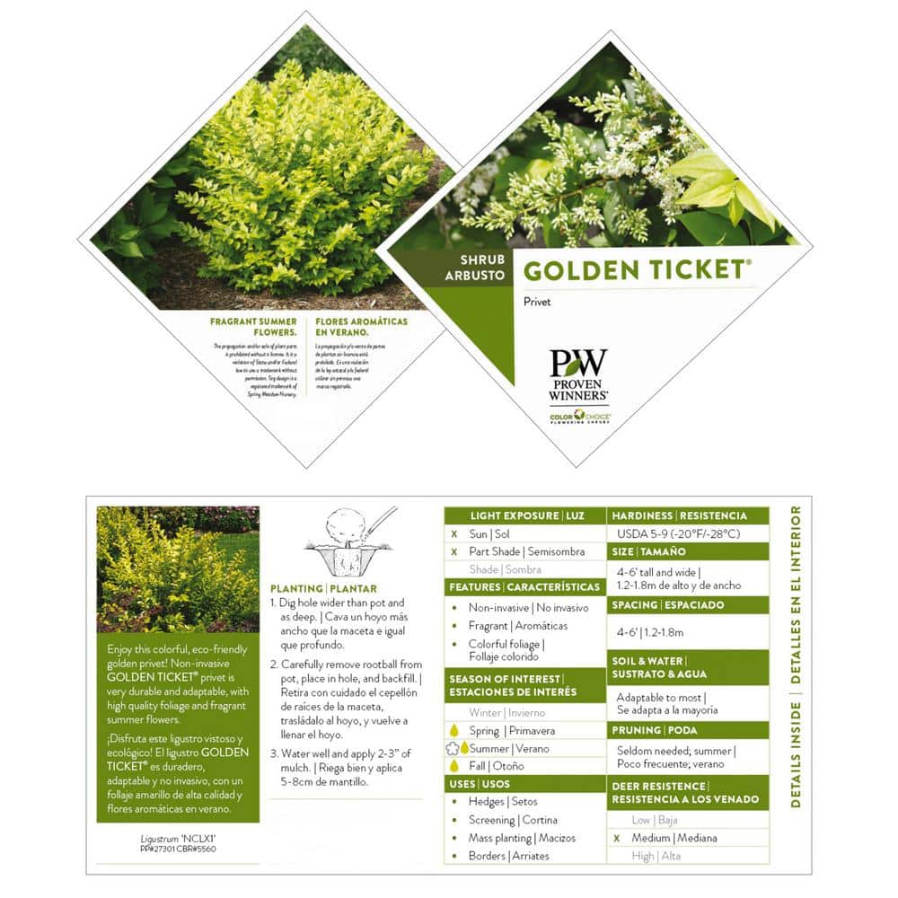 Golden Ticket Privet 2-Gallon Deciduous Shrub with White Flowers