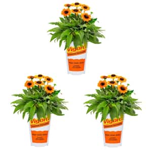 2 Qt. Echinacea Coneflower Sunseeker Mineola Orange Perennial Plant (3-Pack)