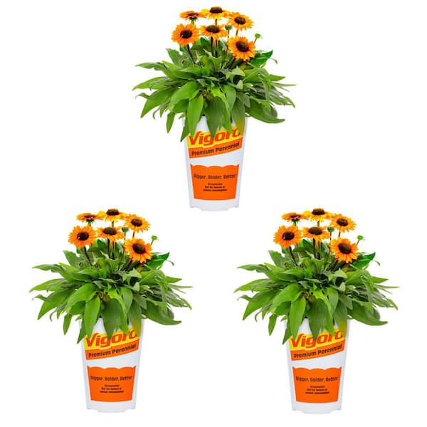 Vigoro 2 Qt. Echinacea Coneflower Sunseeker Mineola Orange Perennial Plant (3-Pack)