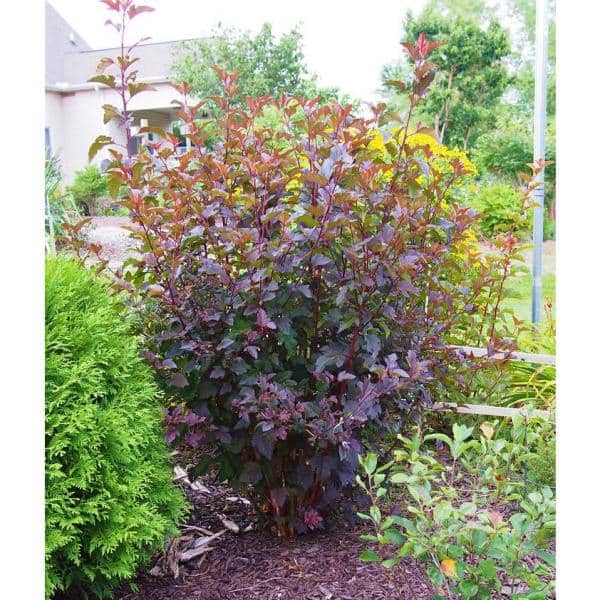 1 Gal. Diabolo Ninebark Shrub