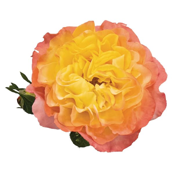 Proven Winners 4.5 in. qt. Oso Easy En Fuego Rose (Rosa x) Live
