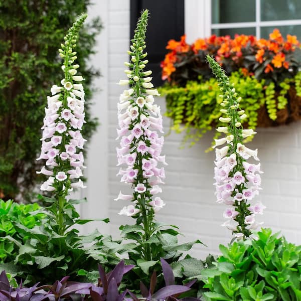 Better Homes & Gardens 1.5gal Pink Wh...
