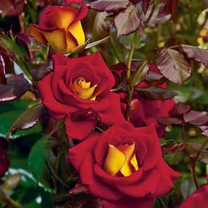 Ketchup and Mustard Floribunda Rose, Dormant Bare Root Plant, Red and Yellow Color Flowers (1-Pack)