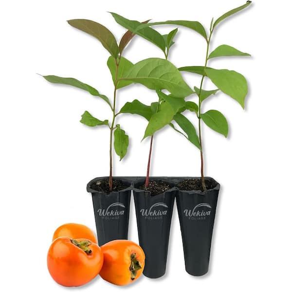Wekiva Foliage Persimmon Tree 3-Live Starter Plants in 2 in. Growers Pots-Diospyros Virginiana-Delicious Fruit