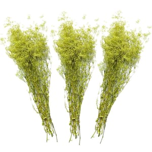 23 in. Light Green Baby's Breath Dried Natural (3-Pack)
