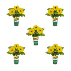1.5-Pint Gerbera Daisy Color Bloom Yellow Dark Eye Red Annual Plant (5-Pack)