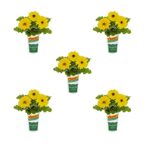 Vigoro 1.5-Pint Gerbera Daisy Color Bloom Yellow Dark Eye Red Annual Plant (5-Pack)
