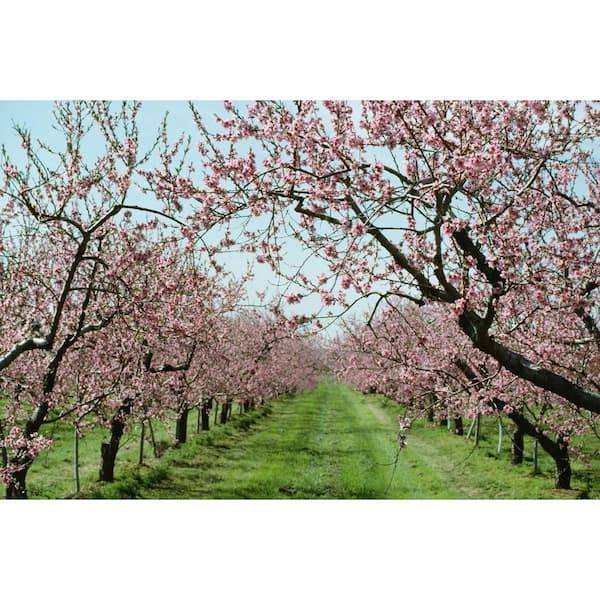 Online Orchards Semi Dwarf Vivid Peach Tree - 3 ft. FTPE011 - The