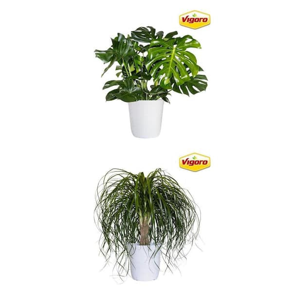 12 in. Vigoro Monstera Swiss Cheese Plant and 12 in. Ponytail Palm in White Decor Pot Combo