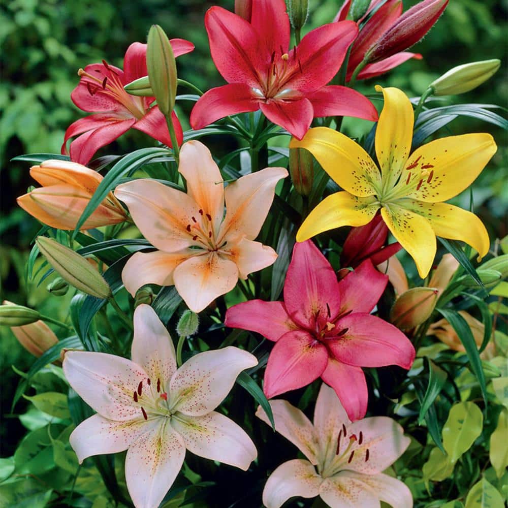 Dutch Asiatic Lily Bulbs Mix, Multicolor, Perennial Flowering Pack