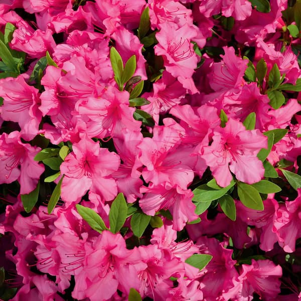 national PLANT NETWORK 2.5 qt. Azalea Red Slippers Flowering Shrub with Red Blooms