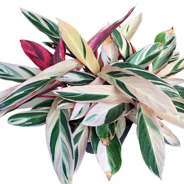 Triostar Stromanthe Plant in 10 in. Black Nursery Pot