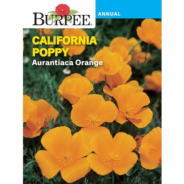 Poppy, California Aurantiaca Orange Seed