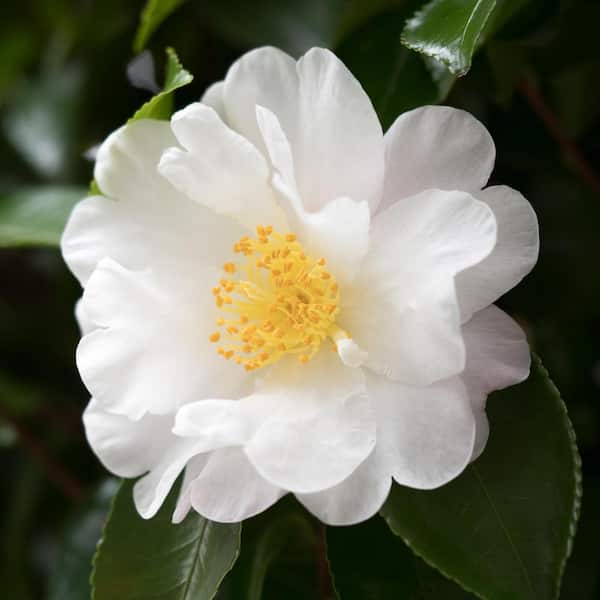 national PLANT NETWORK 3 gal. Camellia Mine No Yuki Shrub with