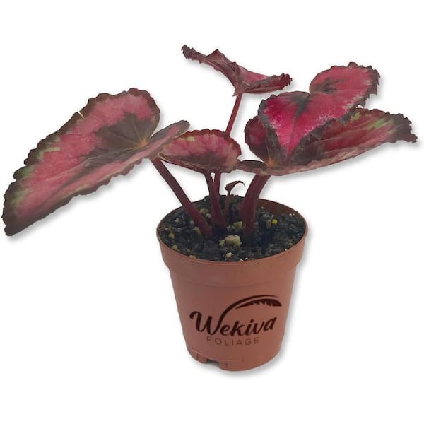 Wekiva Foliage Red Kiss Begonia-Live Starter in a 2 Inch Pot-Begonia Rex ' Red Kiss'-Beautiful Indoor Houseplant-Air Purifying RedKiss2x1 - The Home  Depot