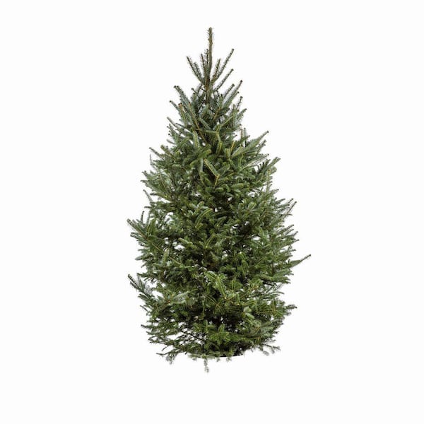 METROLINA GREENHOUSES 6 ft. Live Cut Fraser Fir Christmas Tree (1-Pack)