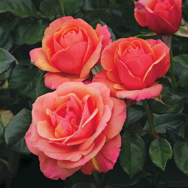 Spring Hill Nurseries Anna's Promise Downton Abby Hybrid Tea Rose, Live Bareroot Rose, Pink and Yellow Color Flowers (1-Pack)