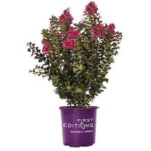 3 Gal. Plum Magic Crape Myrtle Flowering Shrub with Fuchsia Pink Flowers