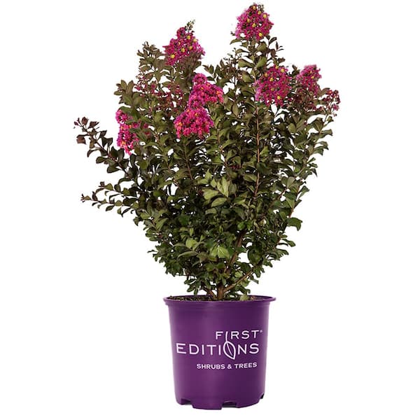 FIRST EDITIONS 3 Gal. Plum Magic Crape Myrtle Flowering Shrub with Fuchsia Pink Flowers